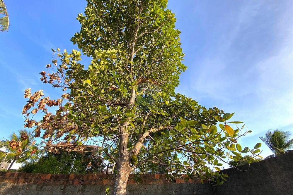 Casa - Venda - Conde , Paraíba - WhatsApp Image 2024-11-06 at 16.36.00.jpeg - 720871044-49