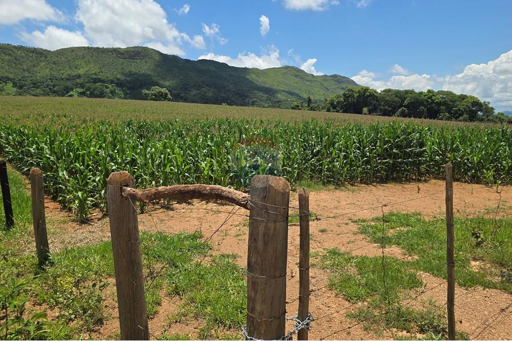 Chácara / Sítio / Fazenda - Venda - Delfinópolis , Minas Gerais - 20250110_124915.jpg - 780251001-45