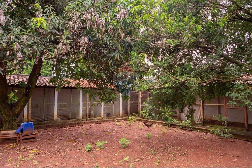 Chácara / Sítio / Fazenda - Venda - Jaboticabal , São Paulo - 371A9778.jpg - 780201029-20