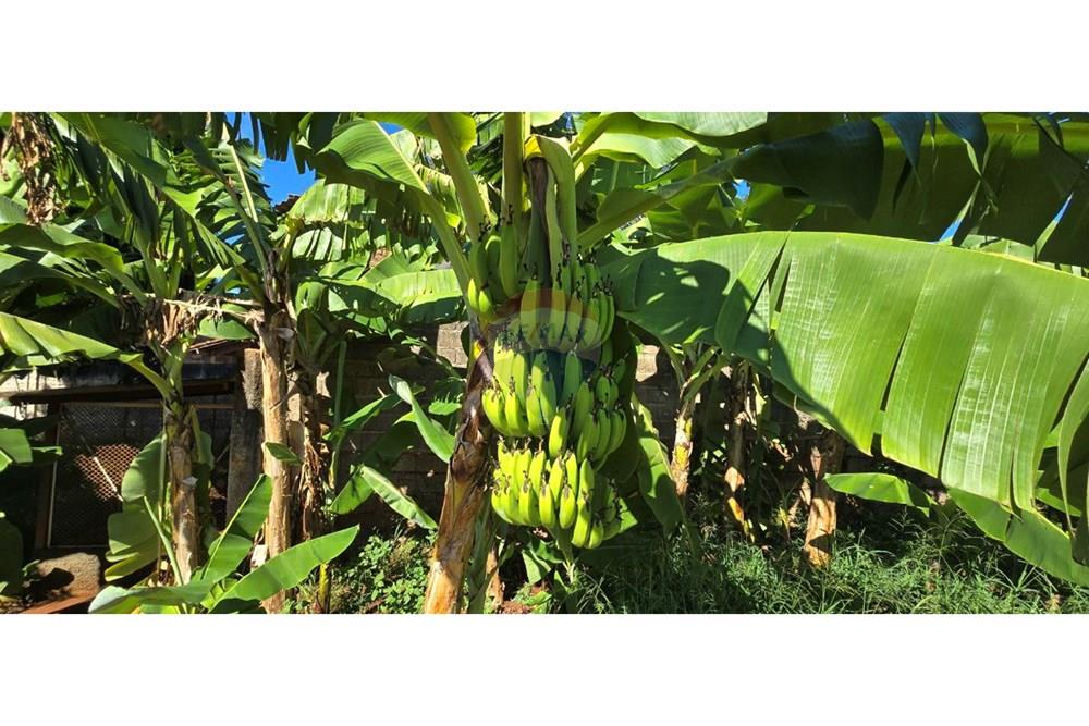 Chácara / Sítio / Fazenda - Venda - Ribeirão Preto , São Paulo - photo_48_2025-04-09_12-00-54.jpg - 780271014-23