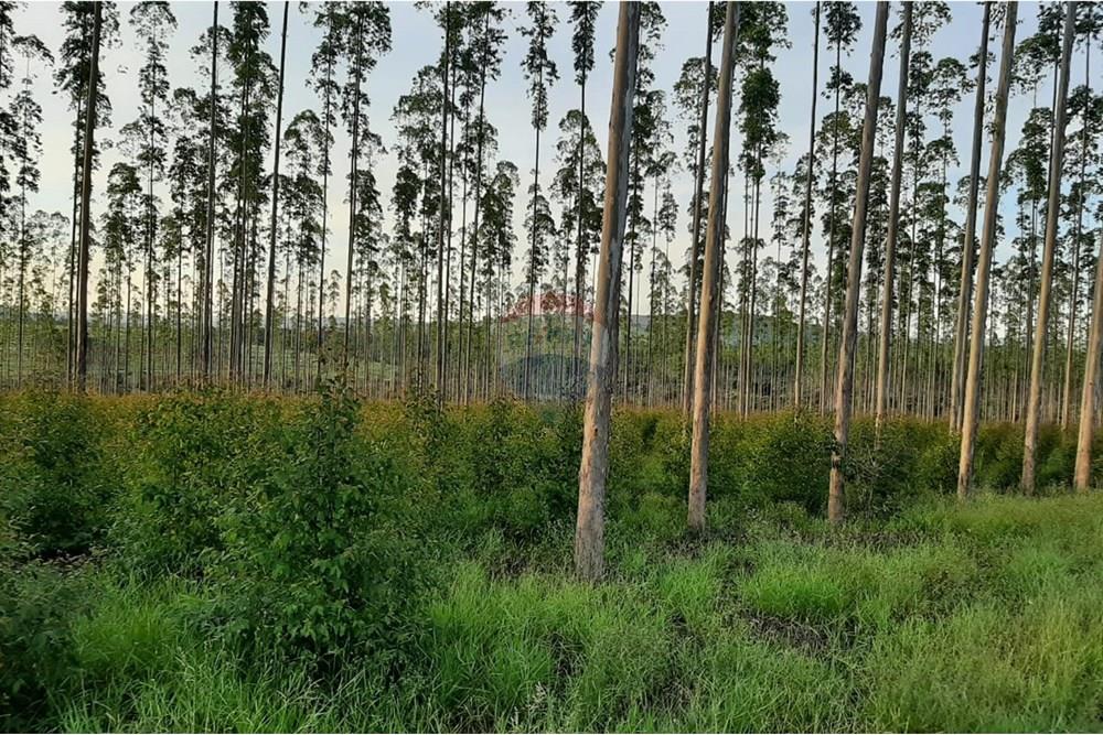 Terreno - Venda - Altinópolis , São Paulo - WhatsApp Image 2025-02-19 at 14.59.36.jpeg - Layout aberto - 780091026-186