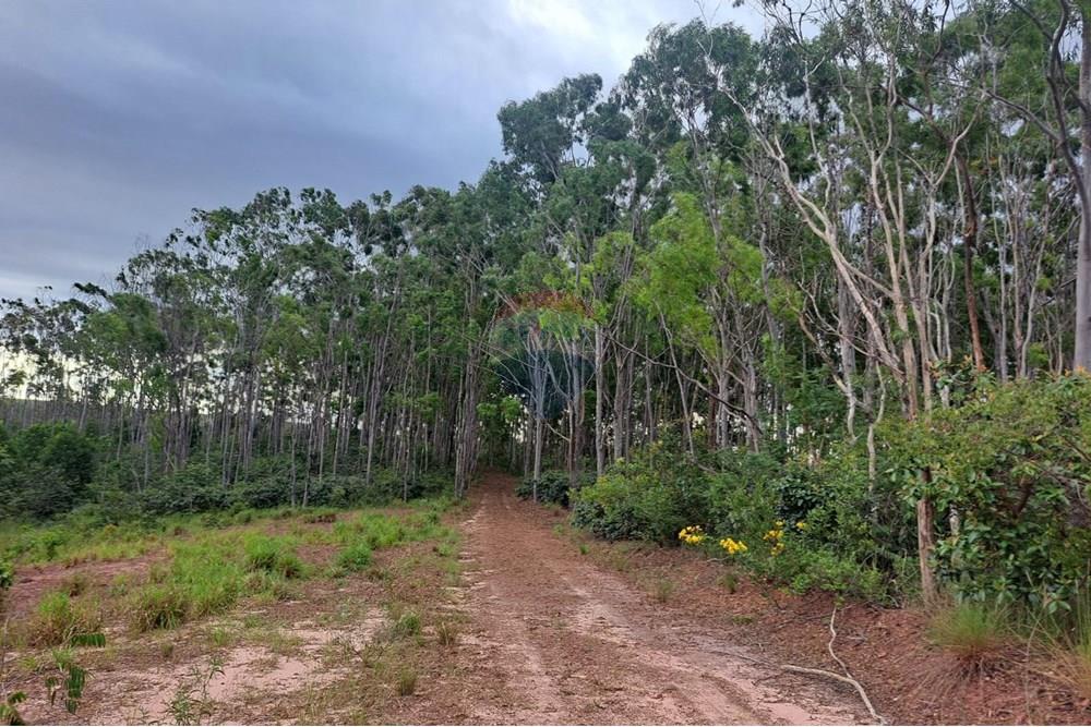 Fazenda - Venda - Cajuru , São Paulo - IMG-20250406-WA0056.jpg - 780171030-57