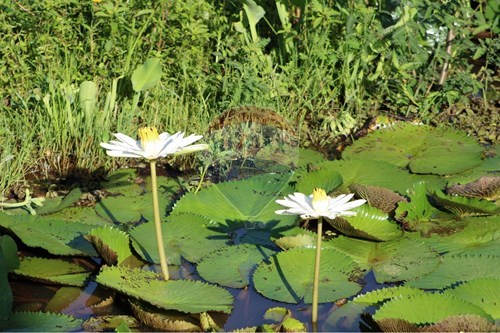 Slider Image Thumbnail