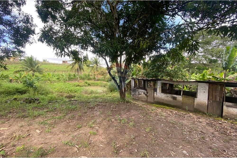 Chácara / Sítio / Fazenda - Venda - Boca da Mata , Alagoas - IMG-20250716-WA0070.jpg - 850641022-68