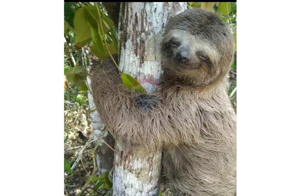 Casa de Condomínio - Venda - Camaragibe , Pernambuco - PREGUICA.jpeg - 850091072-10