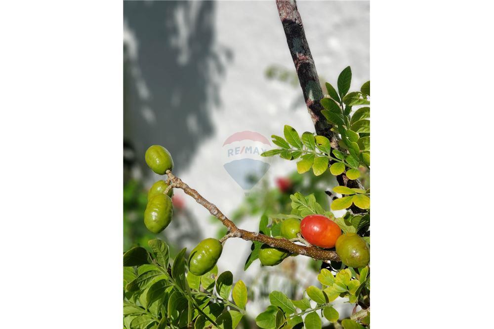 Casa - Venda - Ipojuca , Pernambuco - 30 - 850221015-74