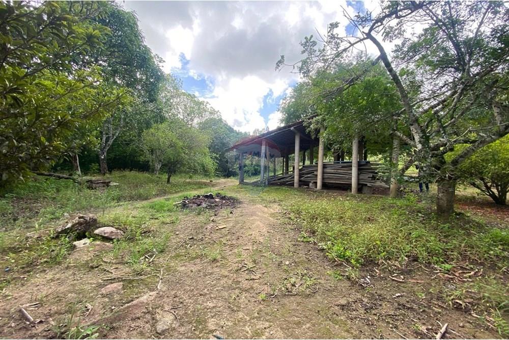 Chácara / Sítio / Fazenda - Venda - Boca da Mata , Alagoas - IMG-20250716-WA0074.jpg - 850641022-68