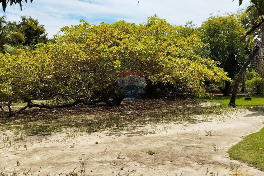 Chácara / Sítio / Fazenda - Venda - Igarassu , Pernambuco - WhatsApp Image 2025-01-23 at 15.12.00 (1).jpeg - 850071019-161