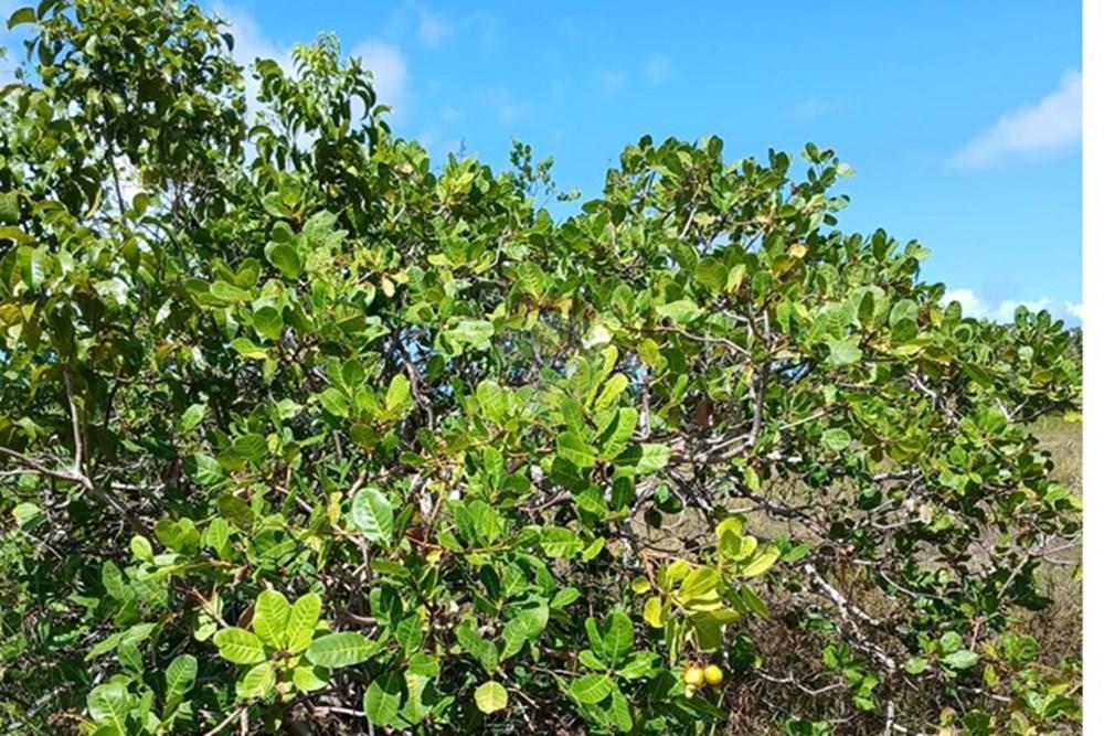 Chácara / Sítio / Fazenda - Venda - Piaçabuçu , Alagoas - IMG-20250221-WA0113.jpg - 850271205-15