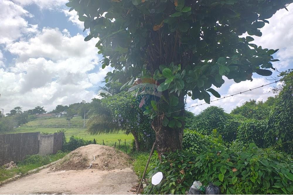 Terreno - Venda - Satuba , Alagoas - WhatsApp Image 2025-09-26 at 16.26.12.jpeg - 850141096-5