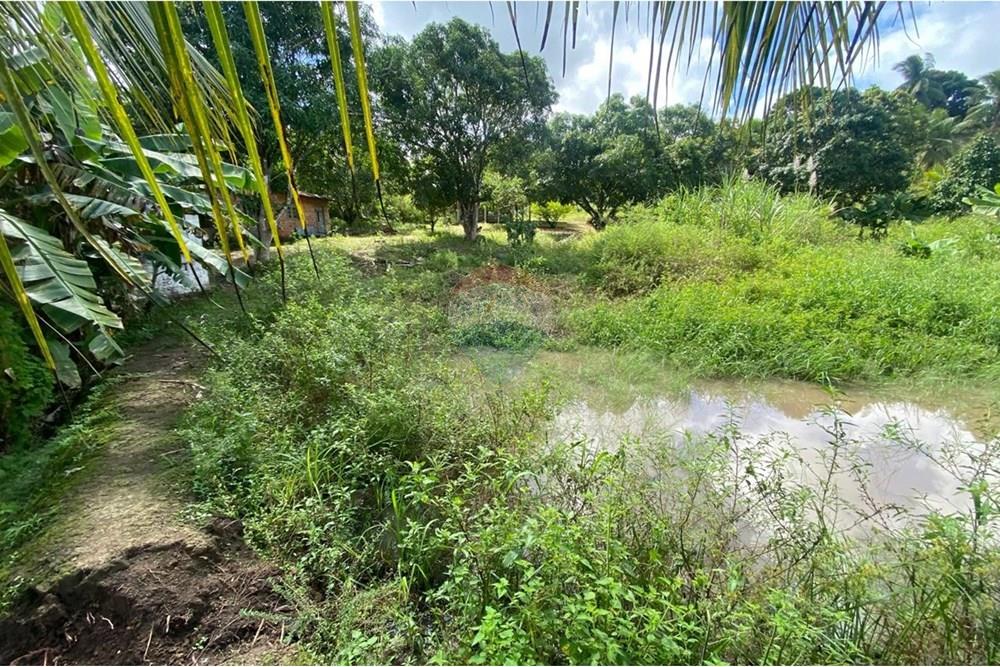 Chácara / Sítio / Fazenda - Venda - Boca da Mata , Alagoas - IMG-20250716-WA0061.jpg - 850641022-68