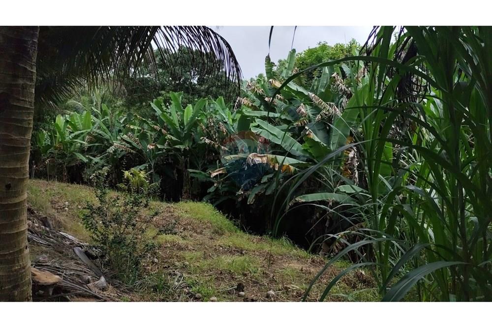 Chácara / Sítio / Fazenda - Venda - Maceió , Alagoas - HARAS20.jpg - 850141043-95