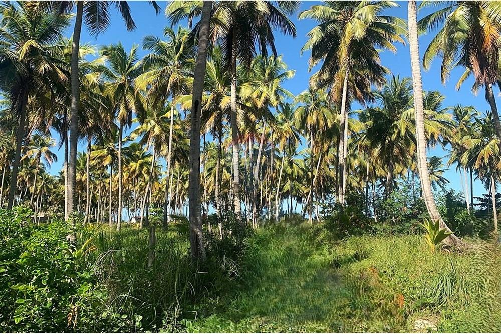 Terreno - Venda - Porto de Pedras , Alagoas - playa 3.jpg - 850661038-25