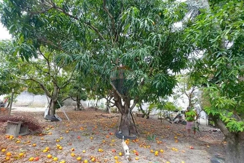 Chácara / Sítio / Fazenda - Venda - Aracaju , Sergipe - Imagem do WhatsApp de 2025-09-01 à(s) 13.51.55_4e608de3.jpg - 850631012-33