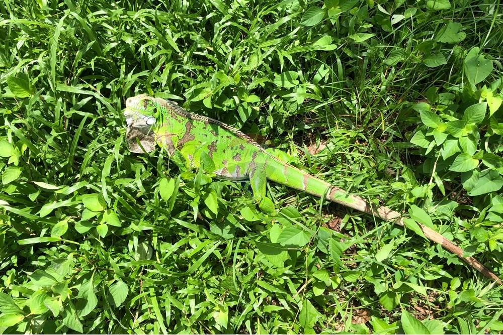 Casa de Condomínio - Venda - Camaragibe , Pernambuco - WhatsApp Image 2025-04-22 at 12.05.54 (2).jpg - 850701005-305