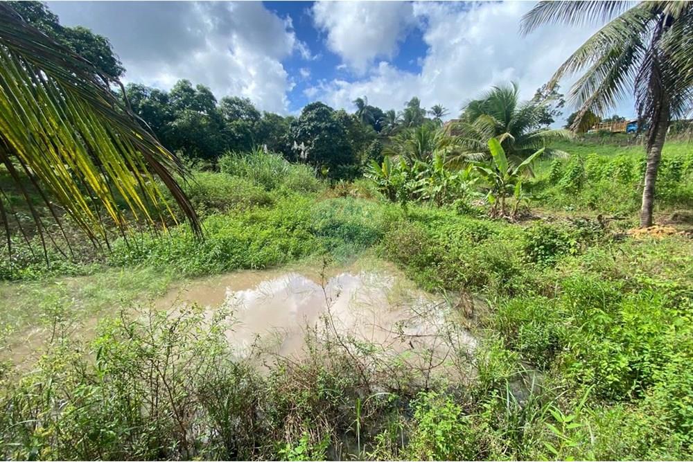 Chácara / Sítio / Fazenda - Venda - Boca da Mata , Alagoas - IMG-20250716-WA0057.jpg - 850641022-68