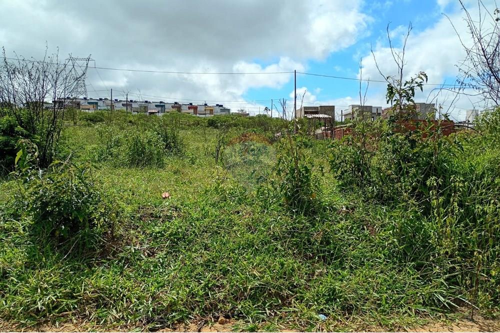 Terreno - Venda - Garanhuns , Pernambuco - 6 FOTO DO LOTE DE SEU ROCHA.jpg - 850741005-26