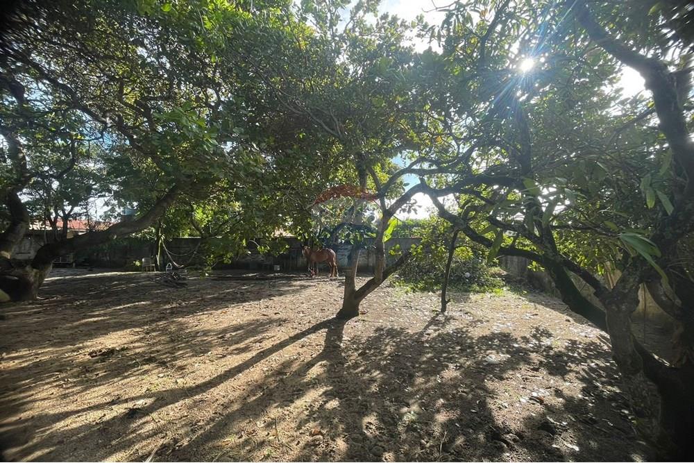 Terreno - Venda - Ipojuca , Pernambuco - IMG-20250613-WA0071.jpg - 850091046-361