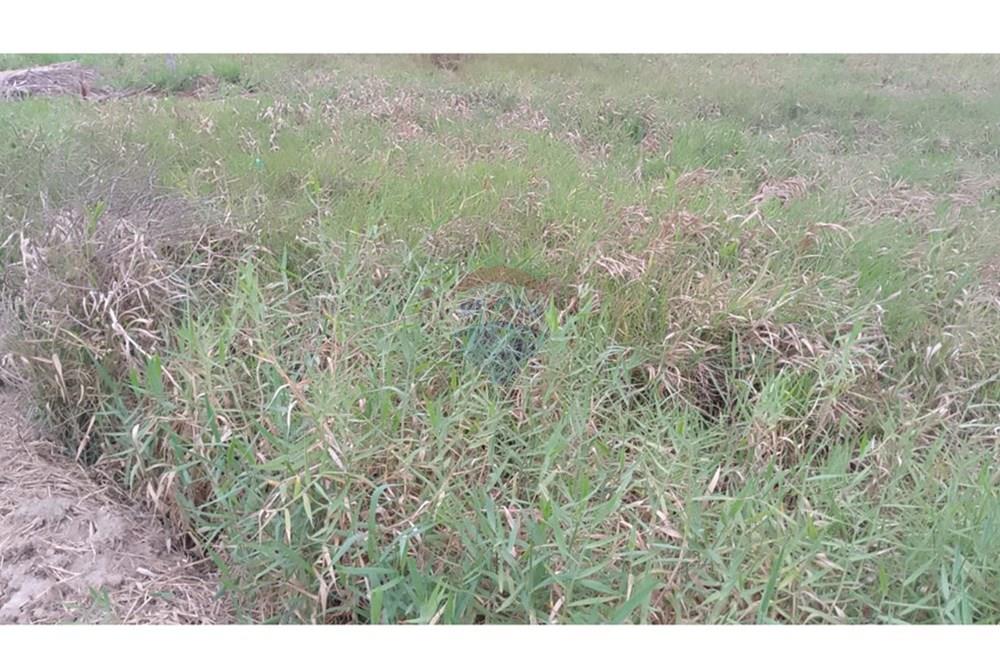 Terreno - Venda - Salgado , Sergipe - IMG-20250920-WA0032.jpg - 850581216-33