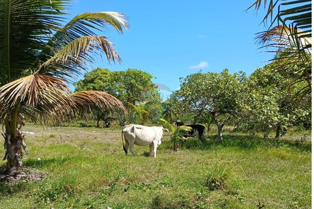 Chácara / Sítio / Fazenda - Venda - Piaçabuçu , Alagoas - IMG-20250221-WA0095.jpg - 850271205-15