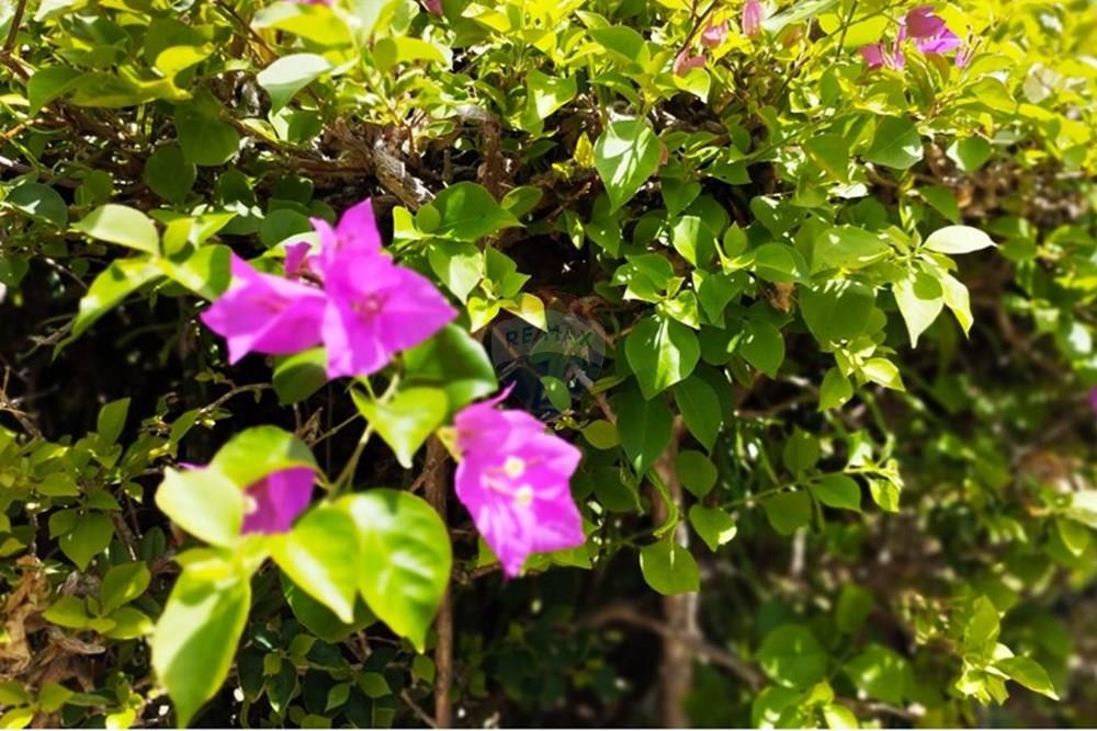 Chácara / Sítio / Fazenda - Venda - Igarassu , Pernambuco - WhatsApp Image 2025-01-23 at 15.12.37 (2).jpeg - 850071019-161