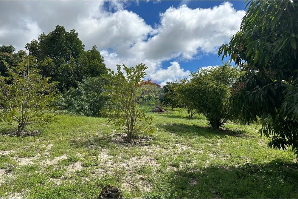 Terreno - Venda - Garanhuns , Pernambuco - SITIO DE SEU NILTON AREA VERDE.jpg - 850741005-15