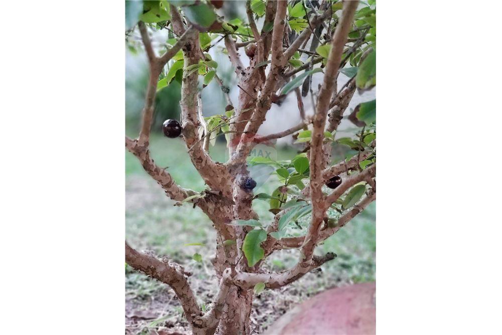 Casa - Venda - Ipojuca , Pernambuco - 34 - 850221015-74