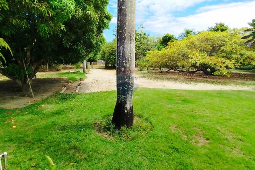 Chácara / Sítio / Fazenda - Venda - Igarassu , Pernambuco - WhatsApp Image 2025-01-23 at 15.12.43.jpeg - 850071019-161