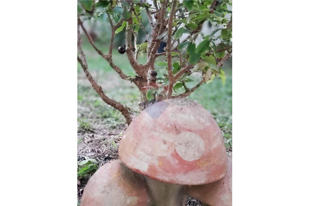 Casa - Venda - Ipojuca , Pernambuco - 35 - 850221015-74