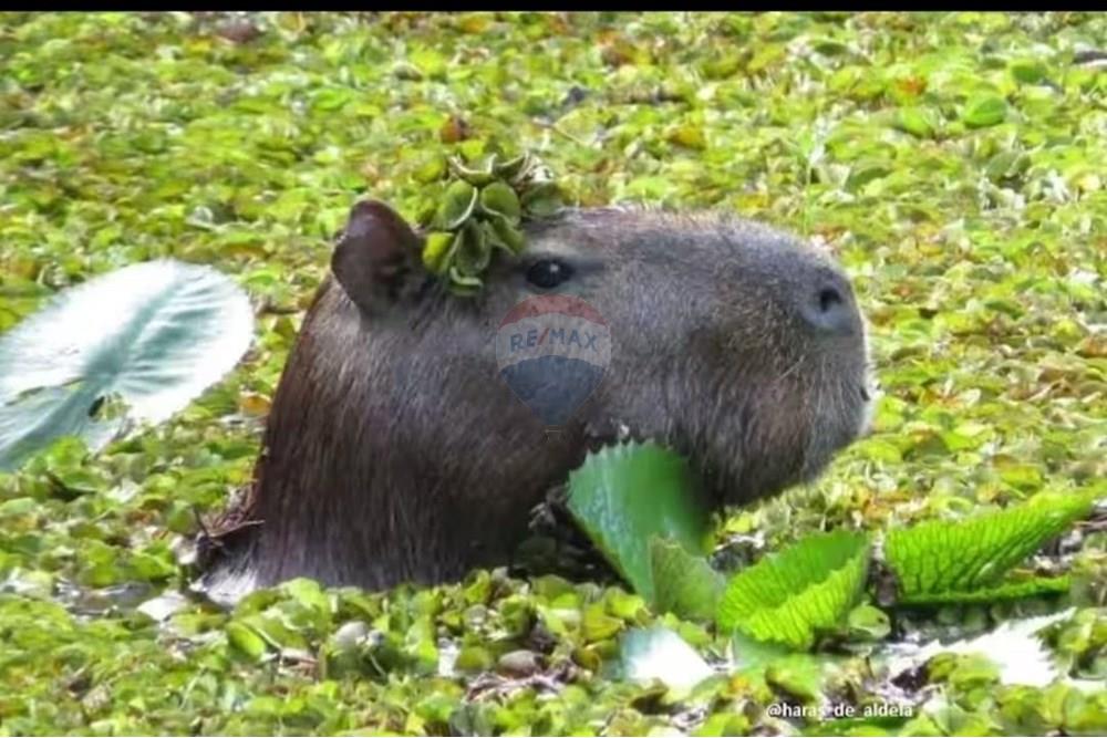 Casa de Condomínio - Venda - Camaragibe , Pernambuco - HARAS NATUREZA.jpeg - 850091072-10