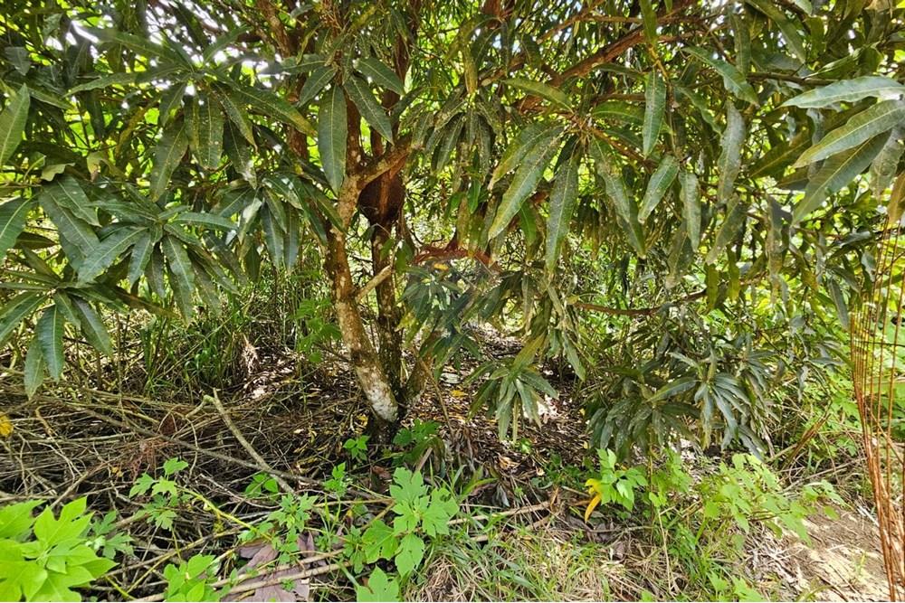 Terreno - Venda - Paudalho , Pernambuco - WhatsApp Image 2025-09-04 at 14.10.59.jpeg - 850471016-74