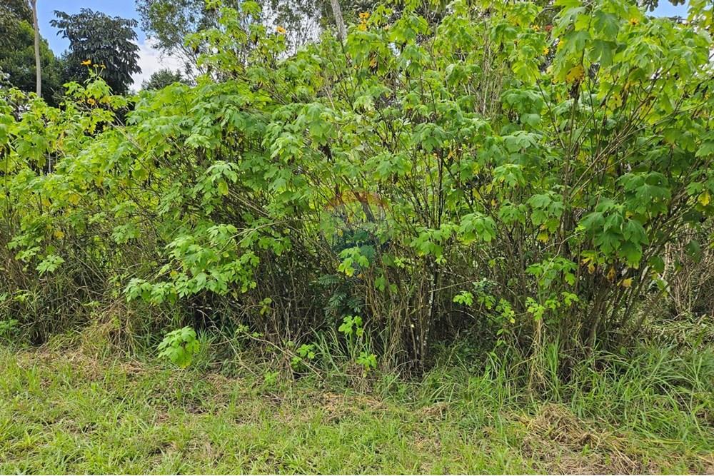 Terreno - Venda - Paudalho , Pernambuco - WhatsApp Image 2025-09-04 at 14.10.58.jpeg - 850471016-73