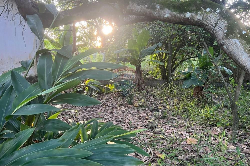 Chácara / Sítio / Fazenda - Venda - Maceió , Alagoas - 32271692-baa5-4d0c-af04-3349c957307f.jpg - 850271213-2