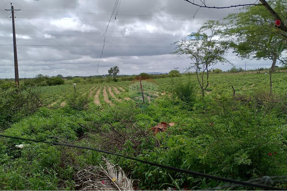 Casa de Campo - Venda - Lajedo , Pernambuco - IMG_20250530_105541_HDR.jpg - 850131018-47