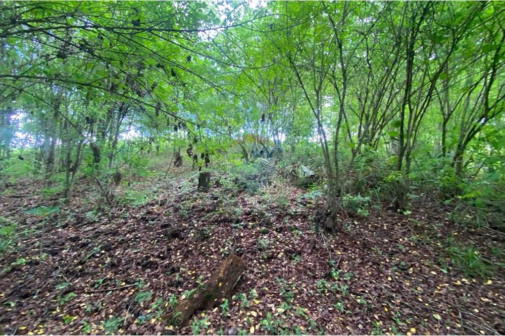 Chácara / Sítio / Fazenda - Venda - Boca da Mata , Alagoas - IMG-20250716-WA0066.jpg - 850641022-68