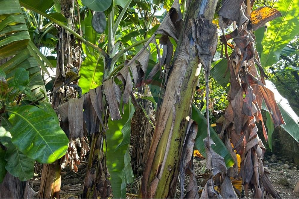 Casa - Venda - Maceió , Alagoas - WhatsApp Image 2025-08-09 at 09.53.25 (1).jpeg - 850271156-98