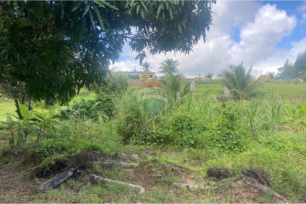 Chácara / Sítio / Fazenda - Venda - Boca da Mata , Alagoas - IMG-20250716-WA0072.jpg - 850641022-68