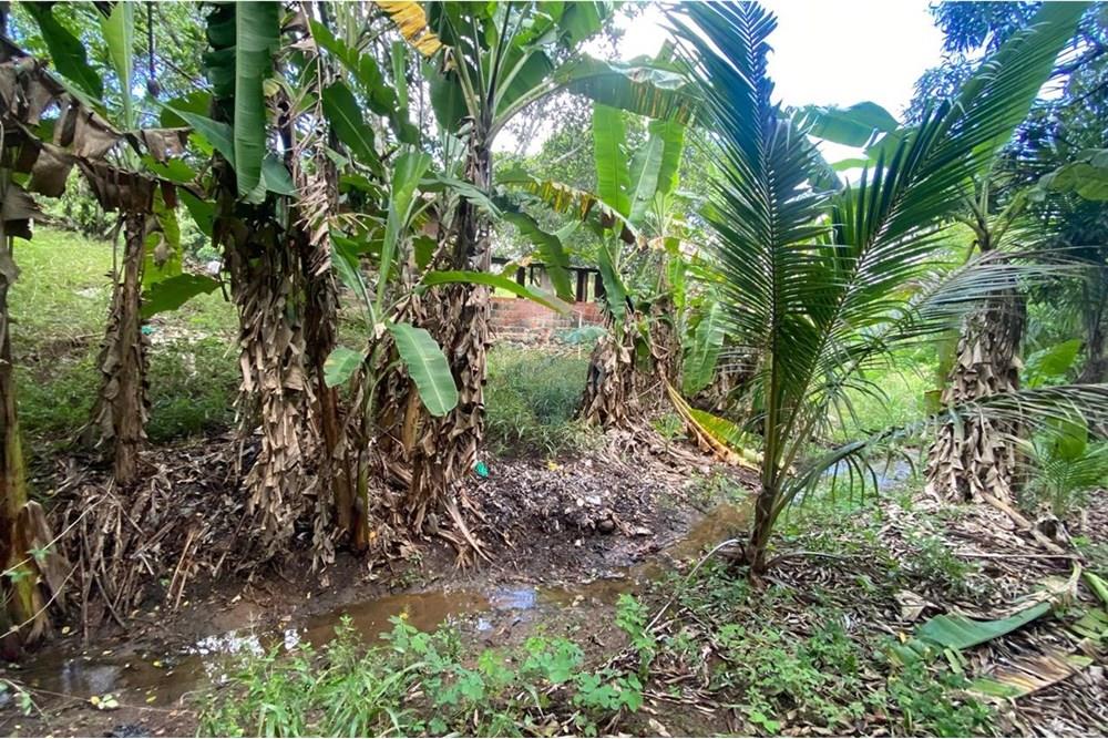 Chácara / Sítio / Fazenda - Venda - Boca da Mata , Alagoas - IMG-20250716-WA0068.jpg - 850641022-68