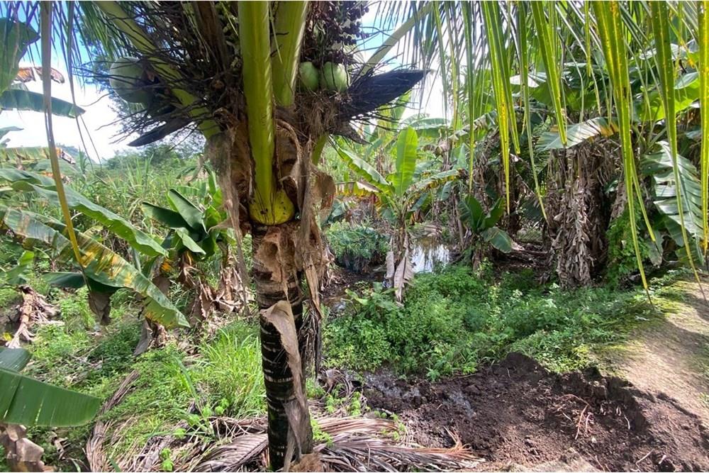 Chácara / Sítio / Fazenda - Venda - Boca da Mata , Alagoas - IMG-20250716-WA0058.jpg - 850641022-68