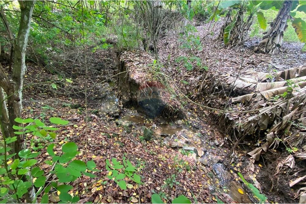 Chácara / Sítio / Fazenda - Venda - Boca da Mata , Alagoas - IMG-20250716-WA0063.jpg - 850641022-68