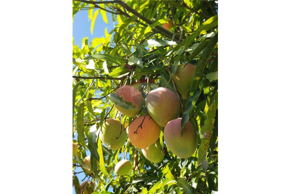 Casa - Venda - Ipojuca , Pernambuco - 31 - 850221015-74