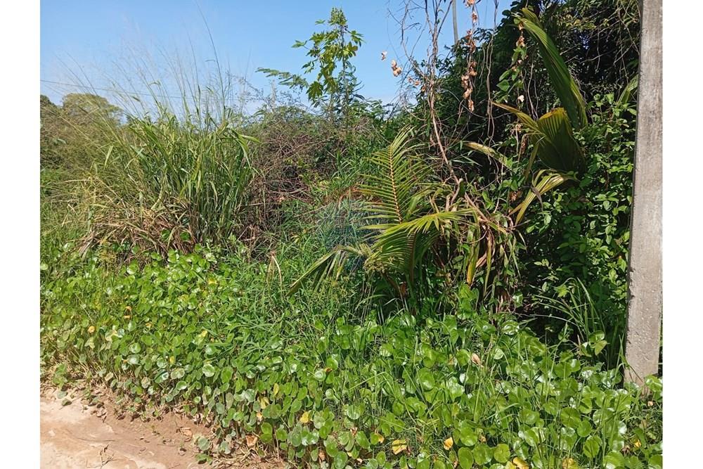 Terreno - Venda - São Miguel dos Milagres , Alagoas - WhatsApp Image 2025-10-17 at 21.01.59.jpeg - 850271222-10