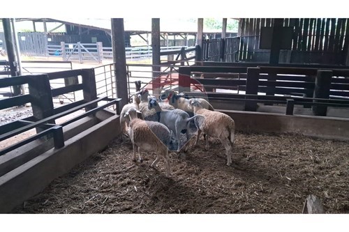 Slider Image Thumbnail