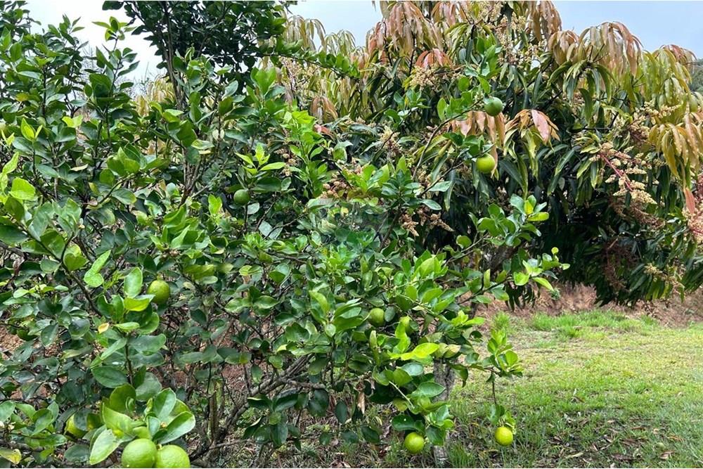 Chácara / Sítio / Fazenda - Venda - Juiz de Fora , Minas Gerais - 9053A3C9-2CEA-48B5-AD54-4D955ED61ABC.jpeg - 860291033-94