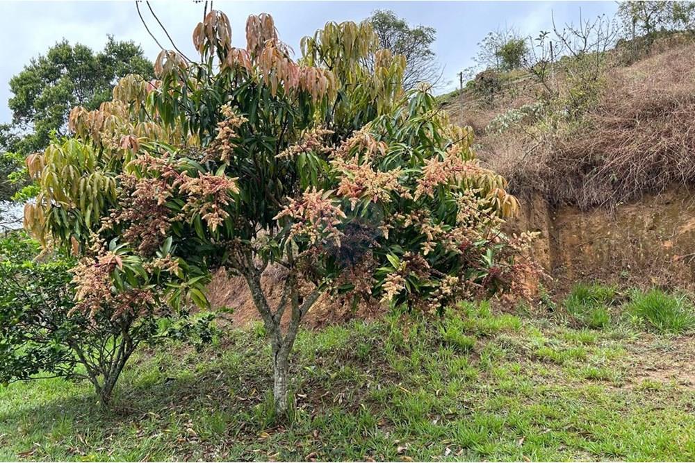 Chácara / Sítio / Fazenda - Venda - Juiz de Fora , Minas Gerais - 6F192026-FCA1-457E-A15A-01FD59164A78.jpeg - 860291033-94
