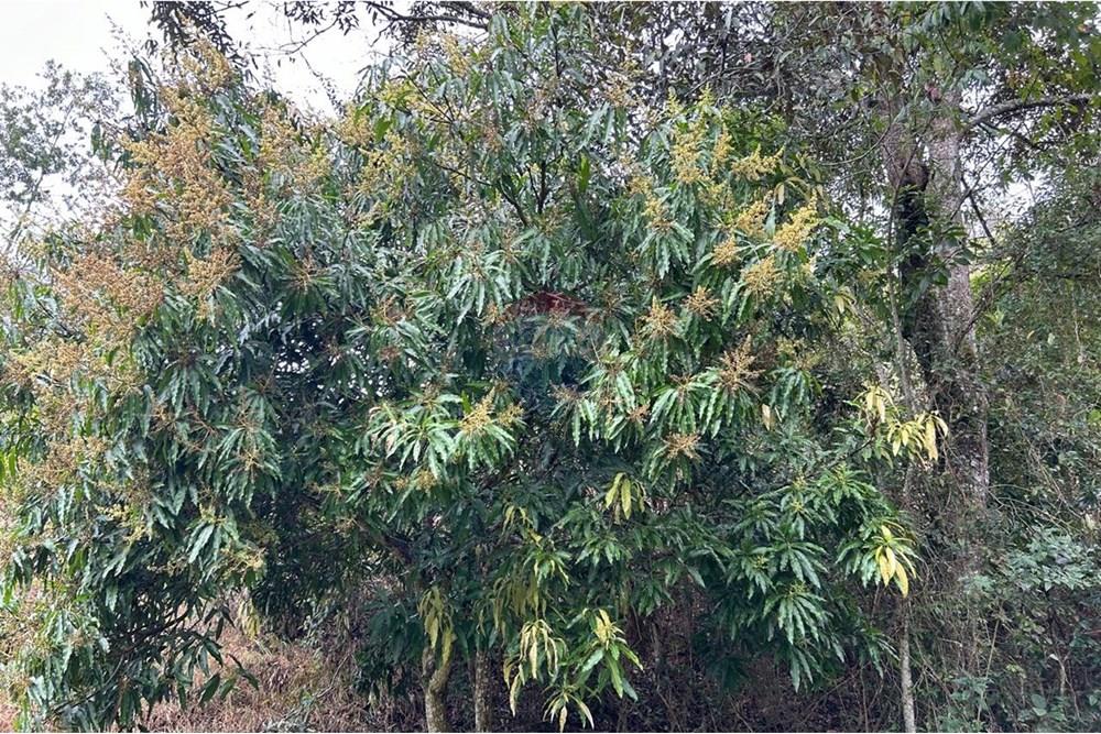 Chácara / Sítio / Fazenda - Venda - Juiz de Fora , Minas Gerais - 5DEDC846-610C-4C33-9E17-6CCA7C46ABD9.jpeg - 860291033-94