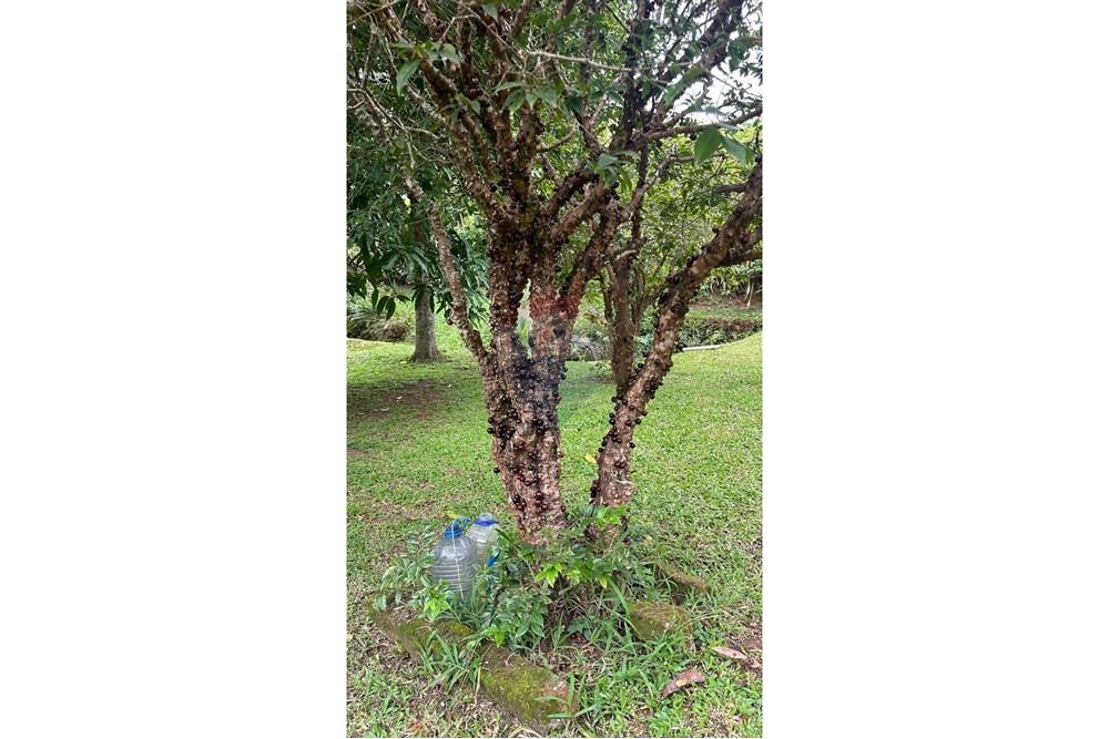 Chácara / Sítio / Fazenda - Venda - Rio Novo , Minas Gerais - RIO NOVO (2).JPG - 860291033-98