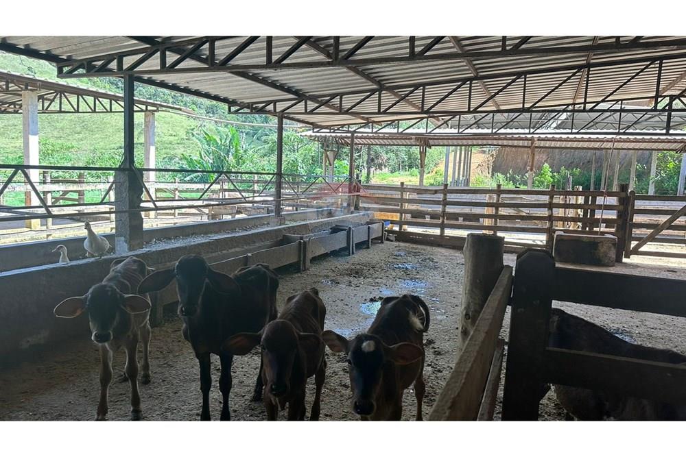 Chácara / Sítio / Fazenda - Venda - Juiz de Fora , Minas Gerais - b497e688-07ad-4f5a-a9de-2e0c24ff81cd.JPG - 860291033-68