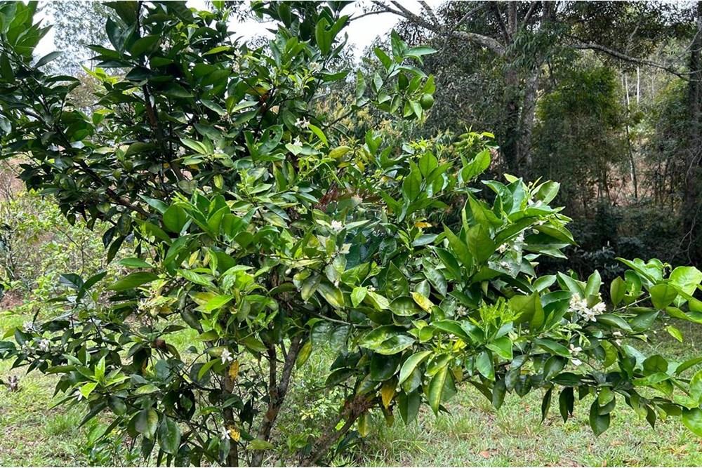 Chácara / Sítio / Fazenda - Venda - Juiz de Fora , Minas Gerais - A1836737-F5F7-41AD-8F34-2CAC9F53C726.jpeg - 860291033-94