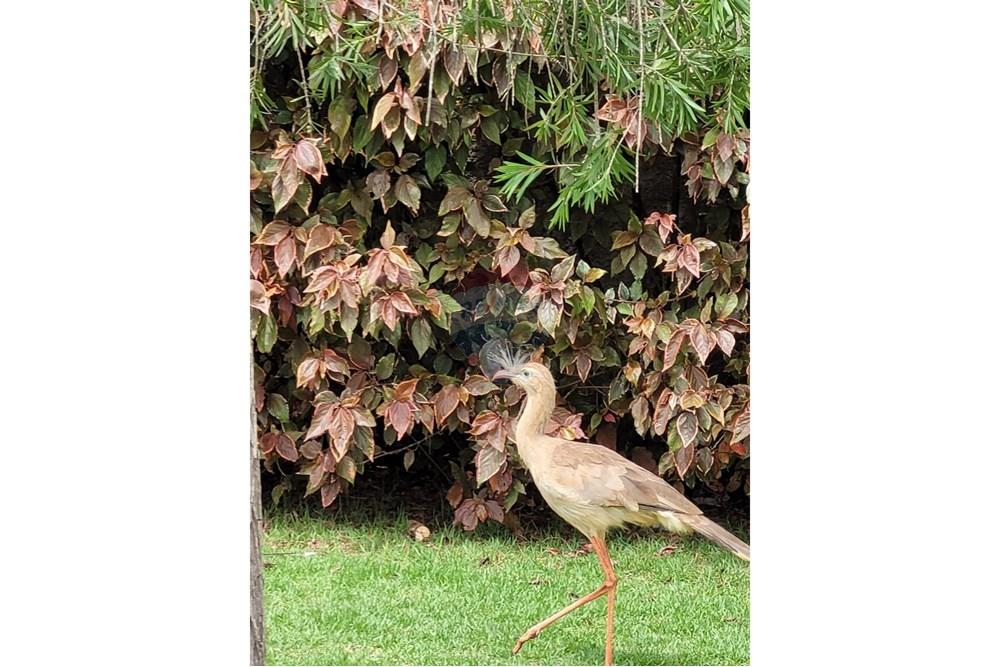 Casa - Venda - Ijaci , Minas Gerais - WhatsApp Image 2024-02-13 at 10.10.24(3).jpeg - 860471024-118